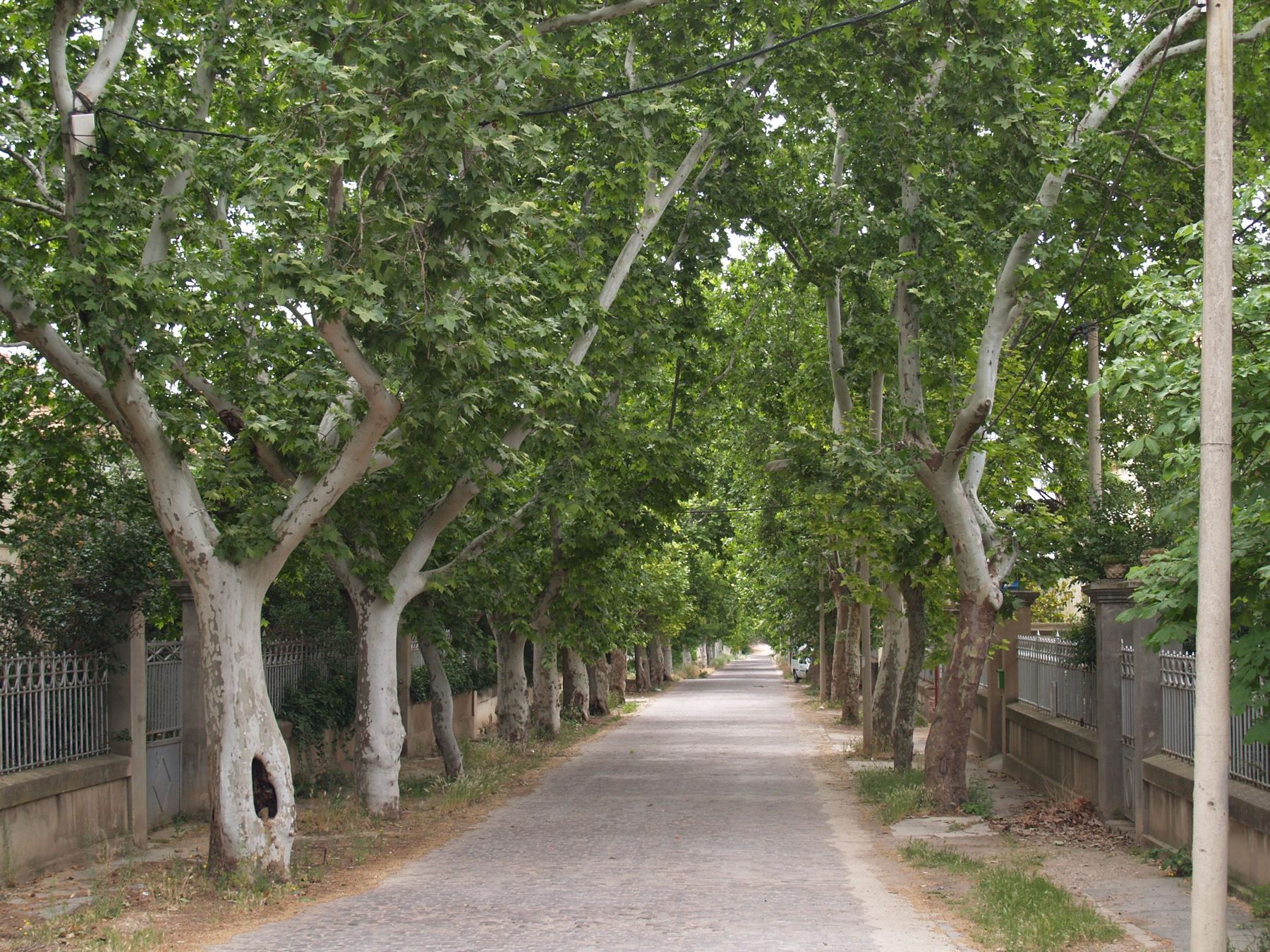 Avenida de plátanos del barrio de la Estación